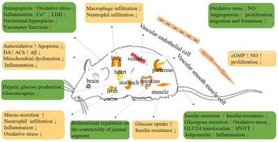 Pharmacological Properties of Ginsenoside Re